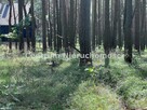 Działka Masłońskie gm. Poraj - 5