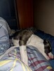 Amstaff z Cane Corso - 3