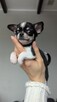 Chihuahua krótkowłosa - 2