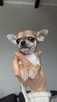 Chihuahua krótkowłosa - 4