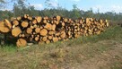 Gotowe drewno kominkowe i opałowe – darmowy transport od 2 m - 3
