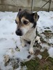 Olek do adopcji - 4