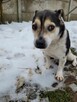 Olek do adopcji - 3