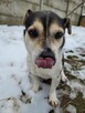 Olek do adopcji - 6