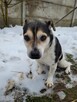 Olek do adopcji - 7