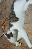 KOCIA ADOPCJA - 4