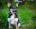 Foxi - nieduża, niekonfliktowa, łagodna sunia! - 5