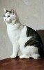 KOCIA ADOPCJA - 3