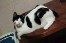 KOCIA ADOPCJA - 6