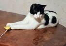 KOCIA ADOPCJA - 5