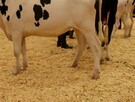 Poszukuję wspólnika, inwestora w branży OZE - biogaz.rol. - 4