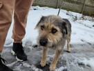 Młodziutki KUBUŚ rozpacz na czterech łapach - 7