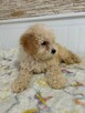 Maltipoo - 2