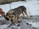 Młodziutki KUBUŚ rozpacz na czterech łapach - 10