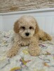Maltipoo - 3