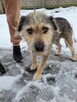 Młodziutki KUBUŚ rozpacz na czterech łapach - 6
