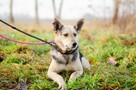 Niekonfliktowa Milka, wesoła, pozytywna sunia! - 2