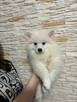 Szpic pomeranian - 2