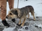 Młodziutki KUBUŚ rozpacz na czterech łapach - 5