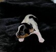 Piękny piesek Yorkshire Terrier Biewer gen choco - 5