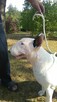 Bullterriery szczenięta FCI - 4