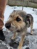 Młodziutki KUBUŚ rozpacz na czterech łapach - 2