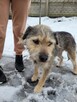 Młodziutki KUBUŚ rozpacz na czterech łapach - 11