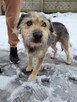 Młodziutki KUBUŚ rozpacz na czterech łapach - 8