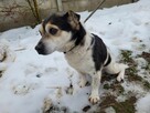 OLUŚ czeka na swoje miejsce w czyimś sercu - 3