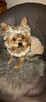 mini yorki, yorkshire-reproduktor - 14