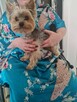 mini yorki, yorkshire-reproduktor - 15
