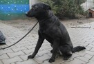 Riana - 5