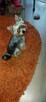 mini yorki, yorkshire-reproduktor - 16