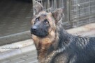 Karla szuka dom - 4