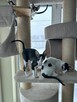 kocięta Cornish Rex - 4