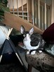 kocięta Cornish Rex - 5