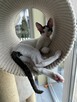 kocięta Cornish Rex - 6