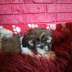 SHIH TZU Już do odbioru szczenięta - śliczne puchate maluchy - 3