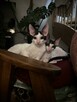 kocięta Cornish Rex - 7