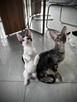 kocięta Cornish Rex - 2