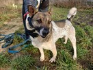 Precelek do adopcji - 6