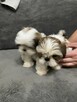 shih tzu szuka domu - 3