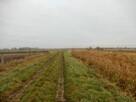 Syndyk sprzeda udział w działce rolnej – za 40% wartości - 3