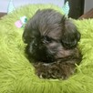 Shih tzu FCI piesek