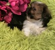 Shih tzu suczka FCI