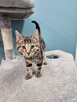 4-miesięczna kotka FLUFFY - 2