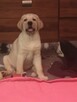 Labrador Retriever szczenię - 2