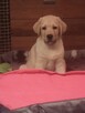 Labrador Retriever szczenię - 3