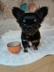 Miniaturka Chihuahua CUDO !!!