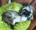 Shih tzu piesek FCI - 4